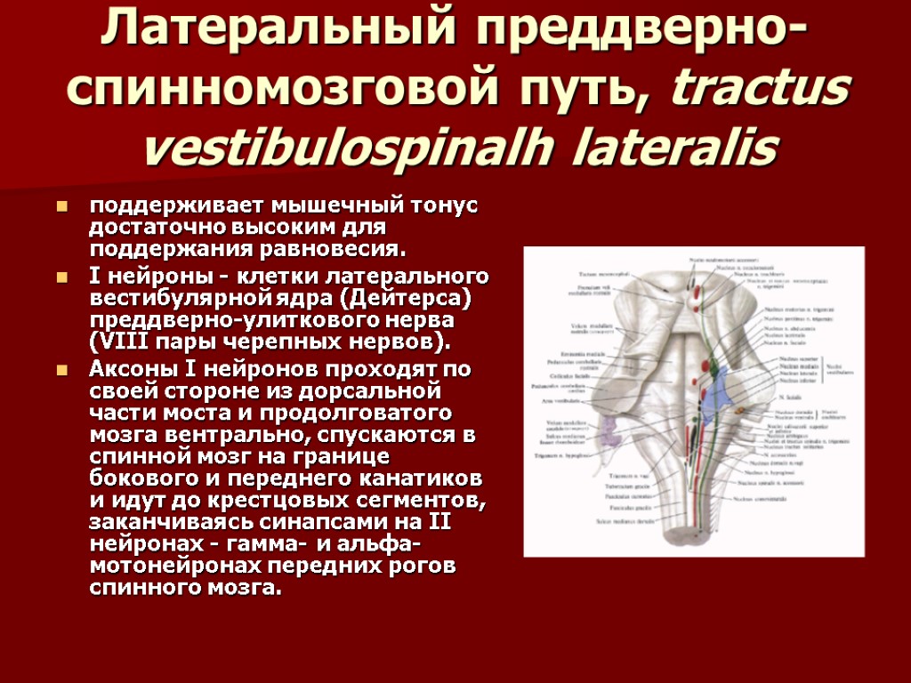 Латеральный преддверно-спинномозговой путь, tractus vestibulospinalh lateralis поддерживает мышечный тонус достаточно высоким для поддержания равновесия.